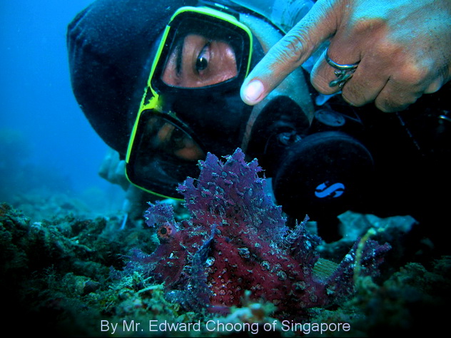 Scuba Dive in Anilao - Underwater Macro Photography, Anilao Muck dive.